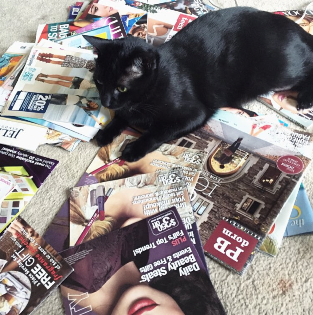 12 of the Cutest Cats and Dogs to Celebrate "Love Your Pet Day" 17 Screen Shot 2016-02-18 at 10.49.44 AM