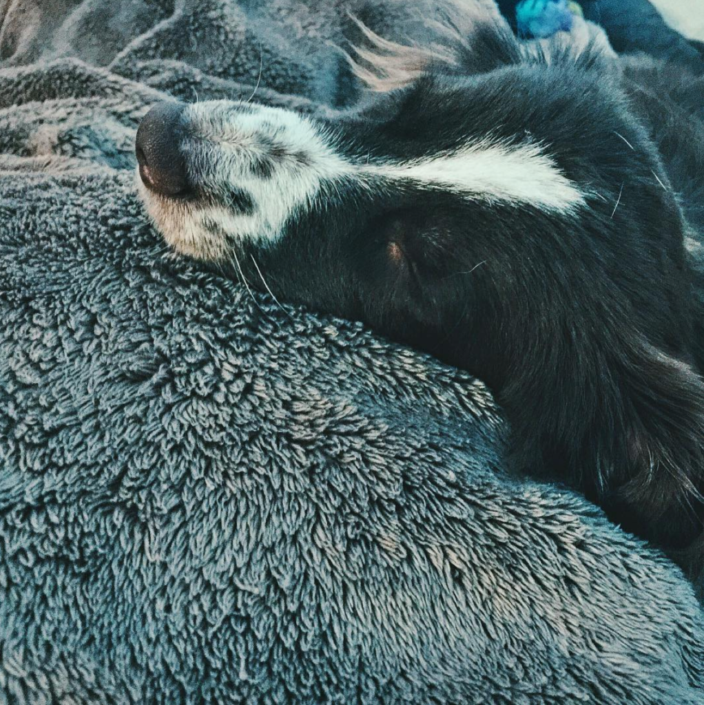 12 of the Cutest Cats and Dogs to Celebrate "Love Your Pet Day" 18 Screen Shot 2016-02-18 at 10.50.09 AM