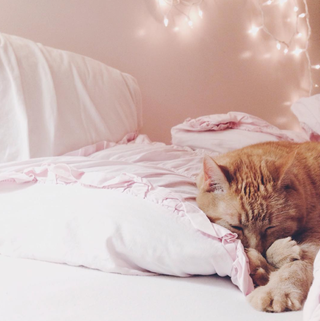 12 of the Cutest Cats and Dogs to Celebrate "Love Your Pet Day" 19 Screen Shot 2016-02-18 at 10.50.41 AM