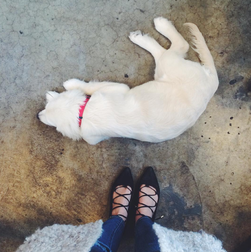 12 of the Cutest Cats and Dogs to Celebrate "Love Your Pet Day" 22 Screen Shot 2016-02-18 at 10.51.40 AM