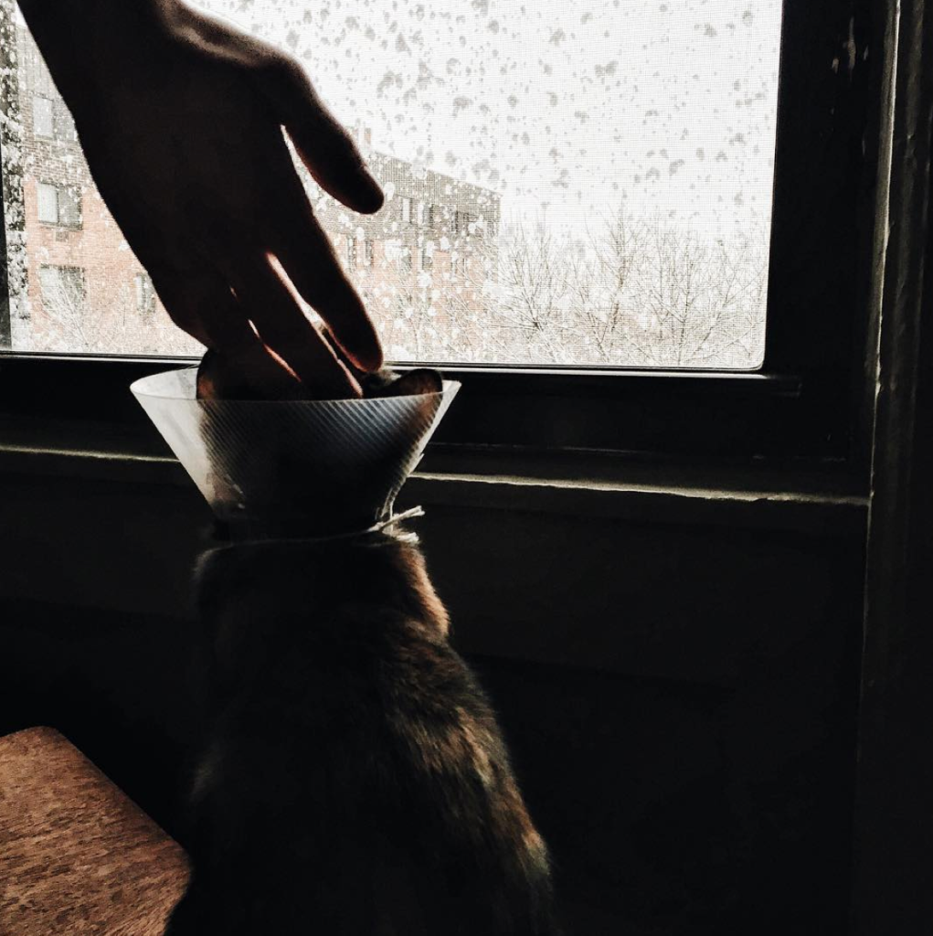 12 of the Cutest Cats and Dogs to Celebrate "Love Your Pet Day" 24 Screen Shot 2016-02-18 at 10.52.08 AM