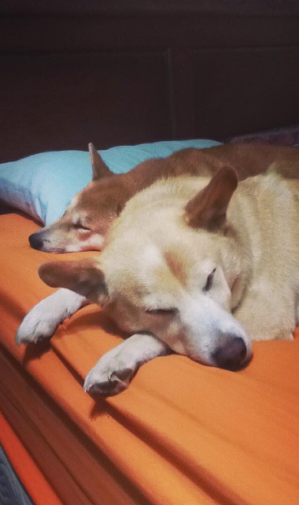 12 of the Cutest Cats and Dogs to Celebrate "Love Your Pet Day" 25 Screen Shot 2016-02-18 at 10.52.41 AM