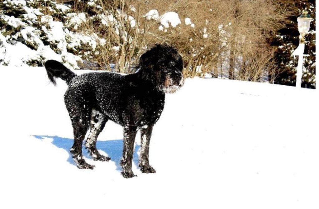 12 of the Cutest Cats and Dogs to Celebrate "Love Your Pet Day" 26 Screen Shot 2016-02-18 at 10.57.00 AM