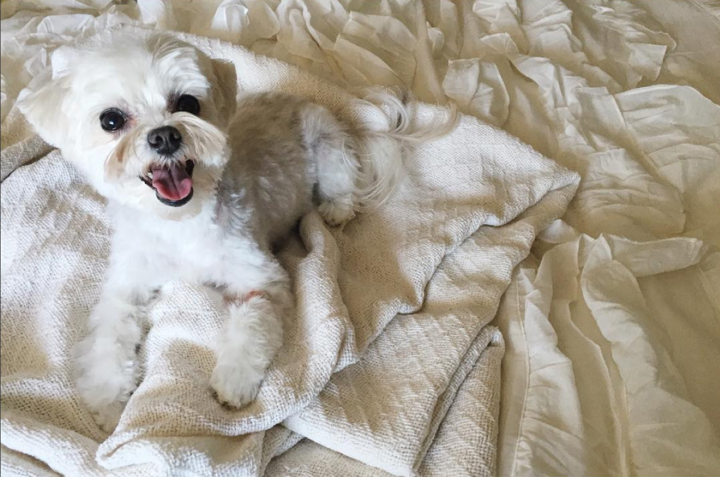 12 of the Cutest Cats and Dogs to Celebrate "Love Your Pet Day" 23 Screen Shot 2016-02-18 at 11.15.53 AM