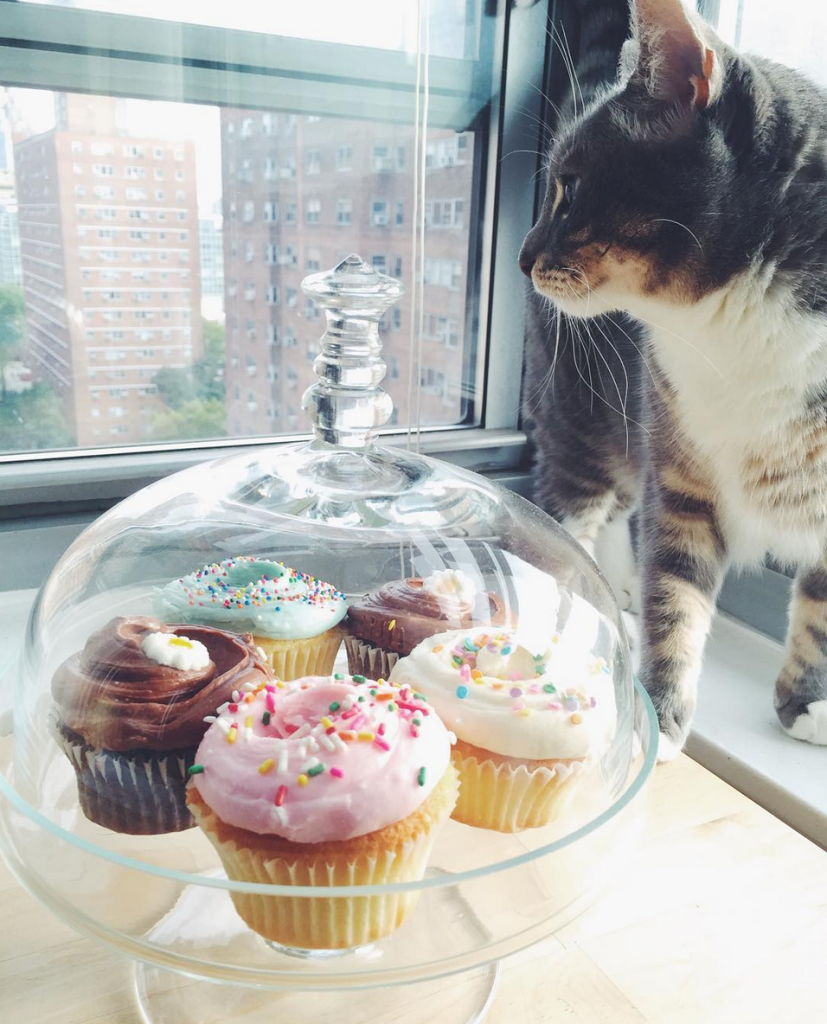 12 of the Cutest Cats and Dogs to Celebrate "Love Your Pet Day" 20 Screen Shot 2016-02-18 at 11.19.38 AM