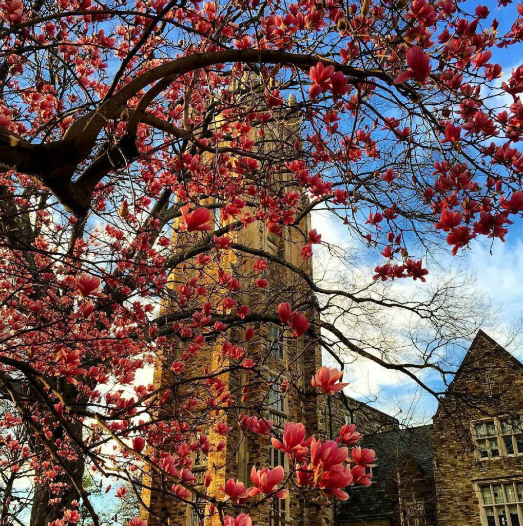 15 College Campuses That Are Pretty Much A Vacation 27 Screen Shot 2016-03-17 at 11.51.43 AM