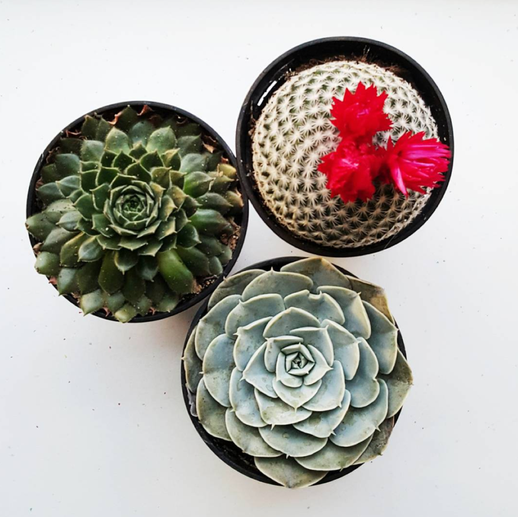 Screen Shot 2016-04-04 at 3.12.50 PM