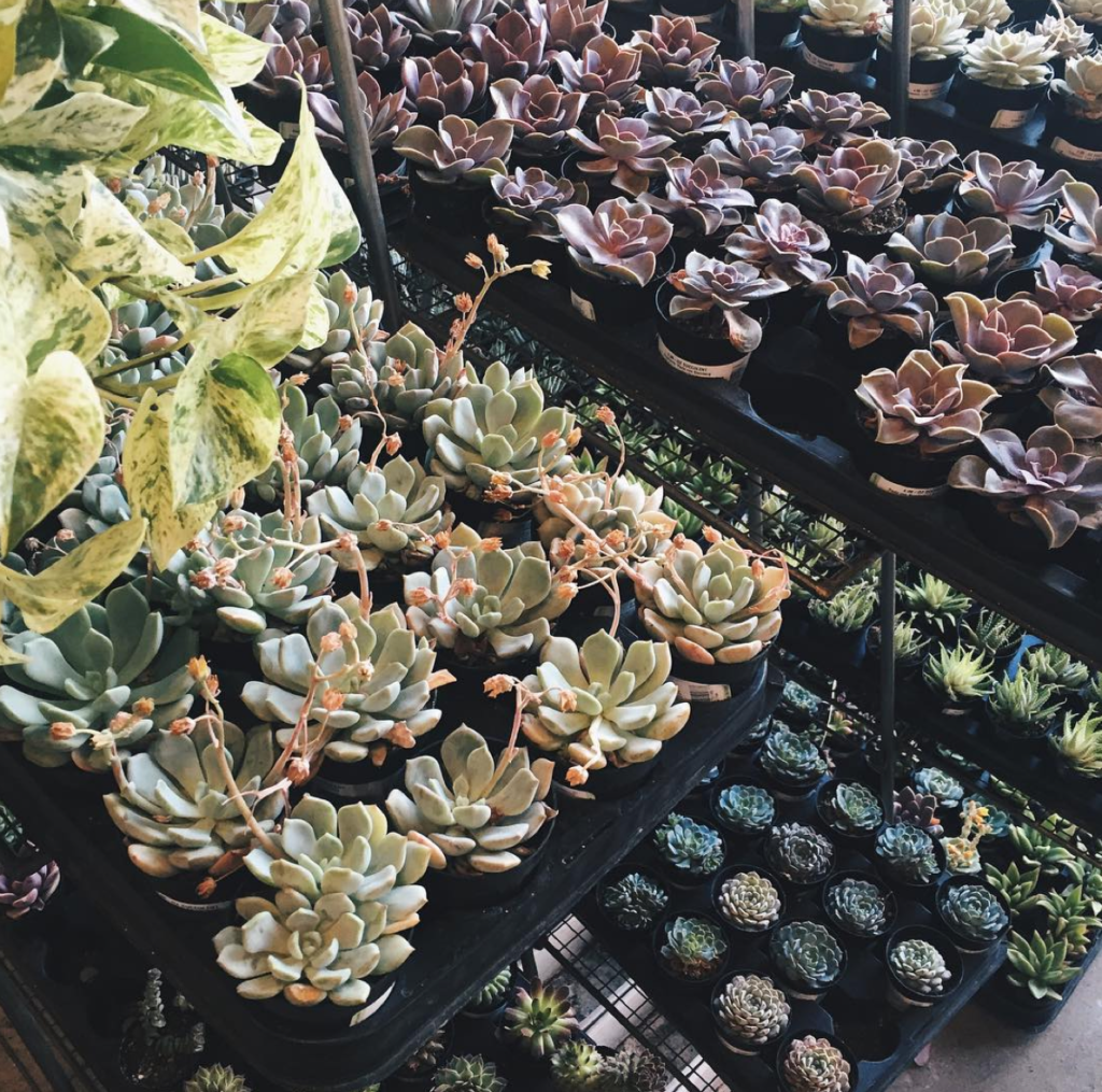 The One Thing in Every Fashionista's Living Space You Need to Get ASAP! 12 Screen Shot 2016-05-24 at 11.17.43 AM