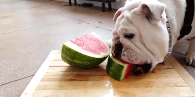 THE MUSTS—All the fun, celebrations and random holidays you need to partake in this August 10 watermelon