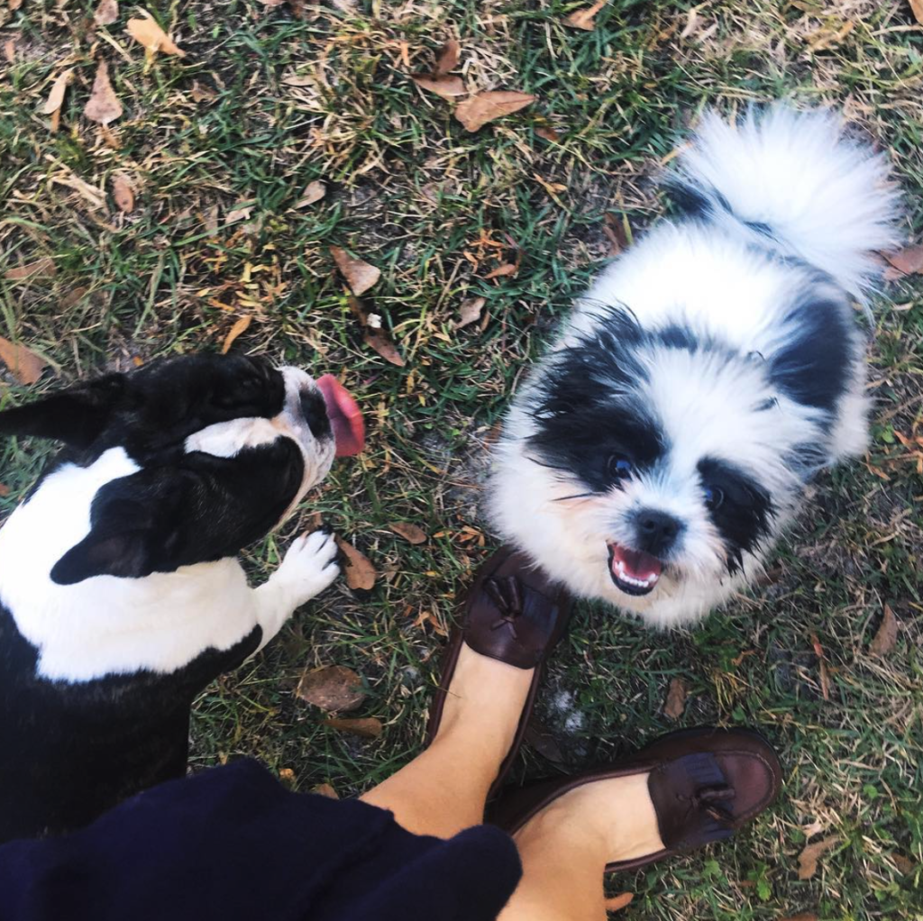 screen-shot-2016-11-08-at-3-19-35-pm