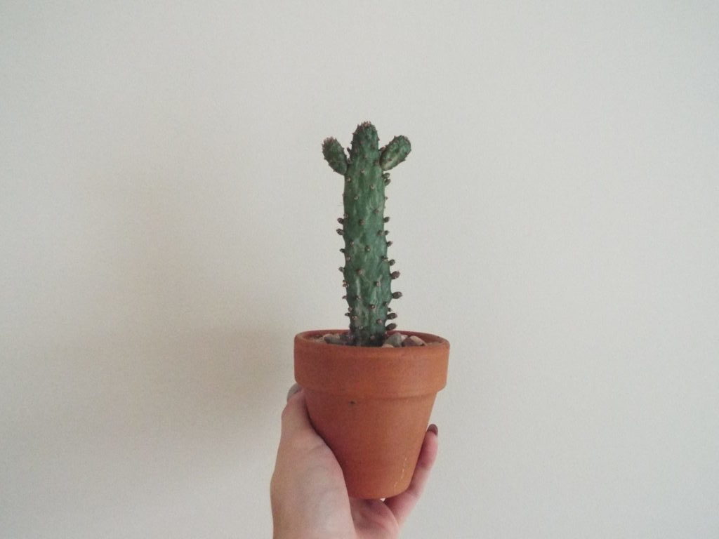 How I Added a Little Spunk to my Apartment Décor 7
