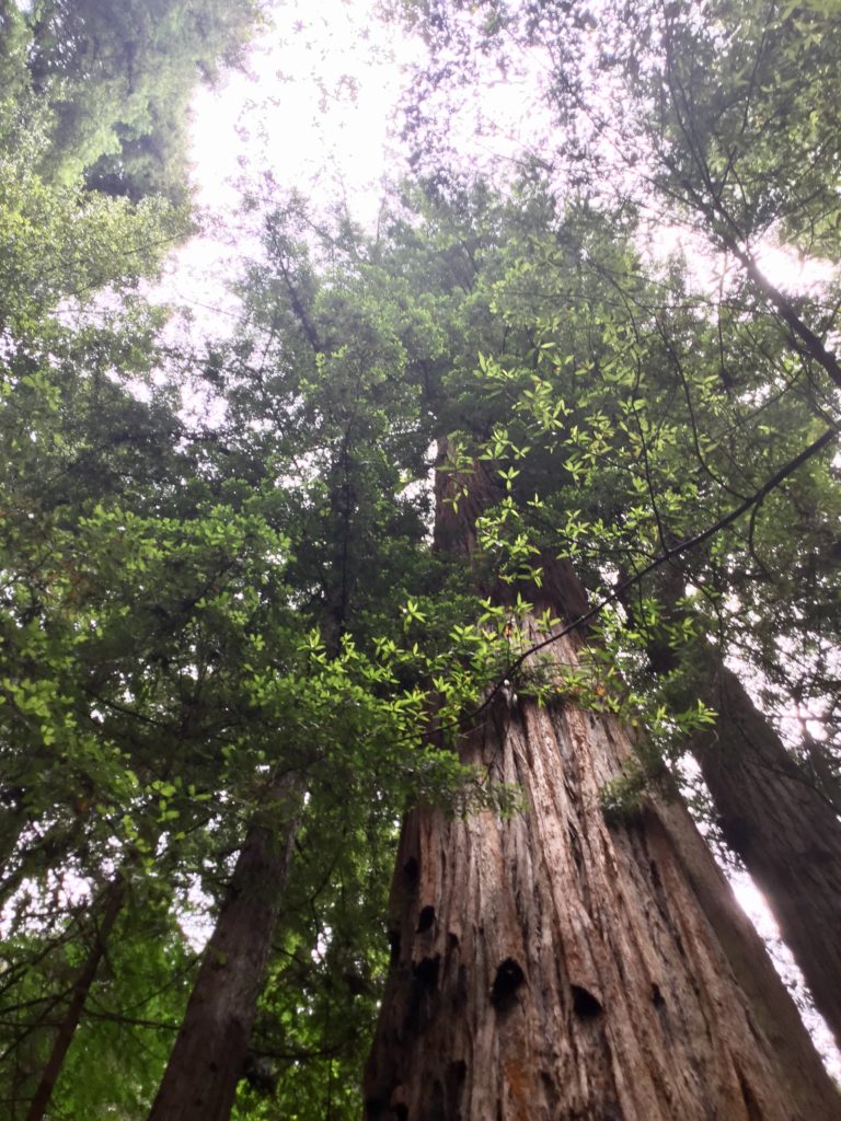 Redwood tree