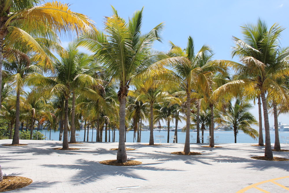 This picture was taken on the grounds of The Pérez Art Museum in Miami, I used it in my piece because when I think of Miami, I picture palm trees.