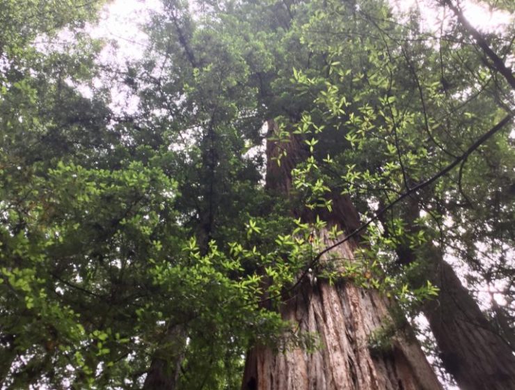Redwood tree