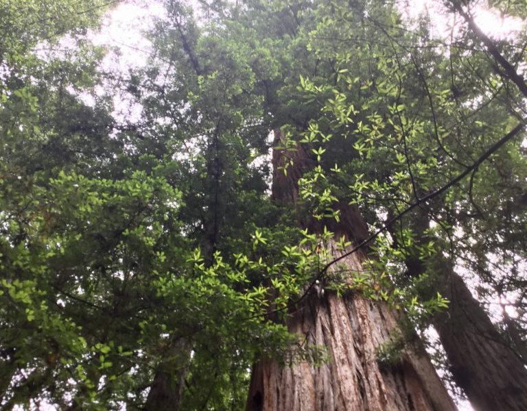 Redwood tree